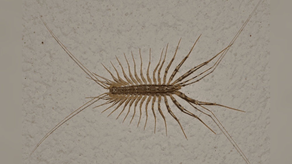 Which Centipedes are Poisonous