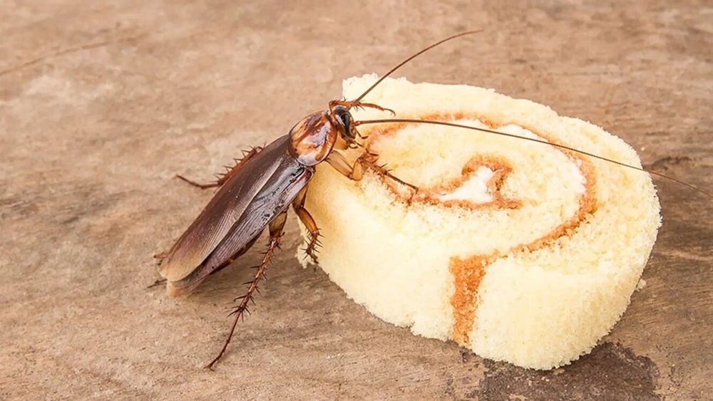 Who Eat Cockroaches