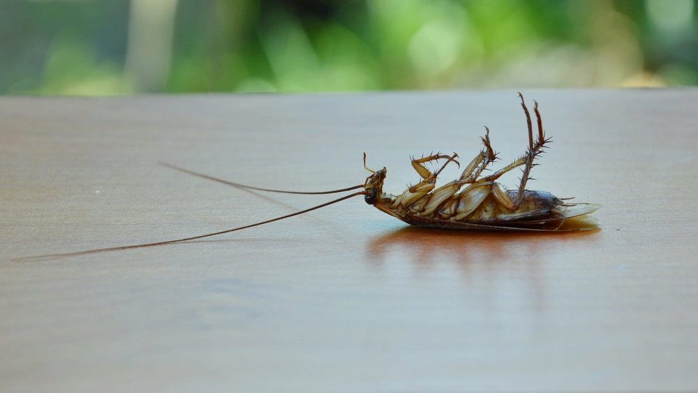 Why are Cockroaches So Hard to Kill