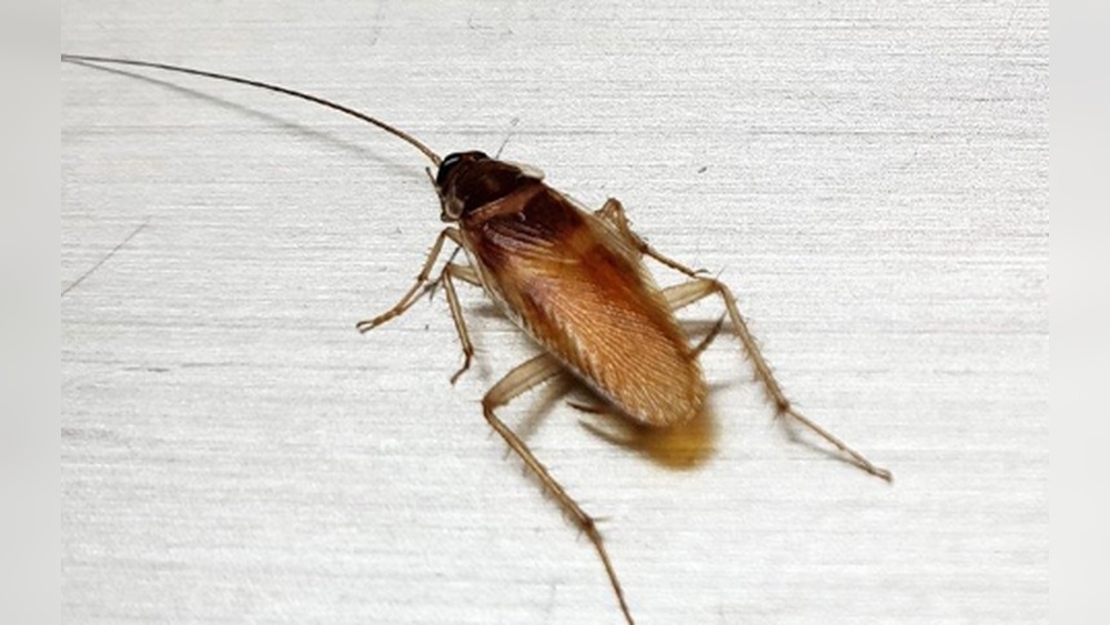 Why are German Cockroaches the Worst