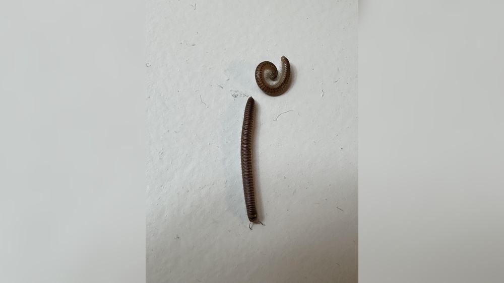 Why are Millipedes in My House