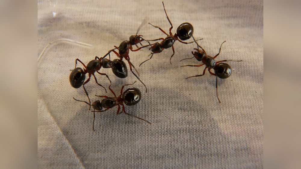 Why are the Ants So Bad This Year