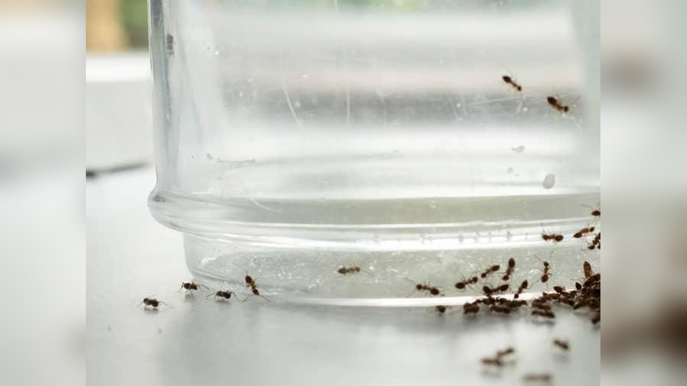 Why Do Ants Keep Coming Back