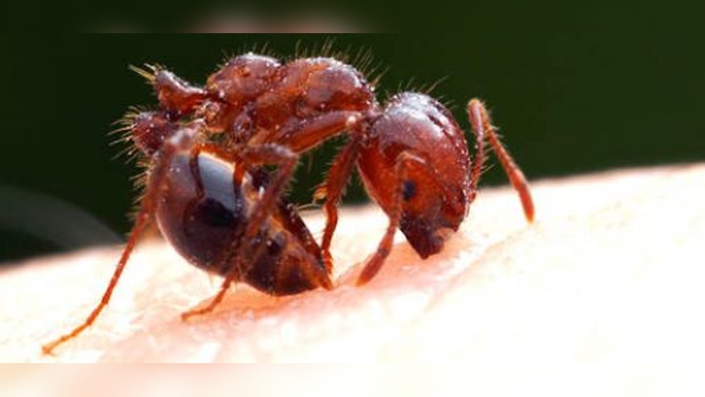 Why Do Ants Sting