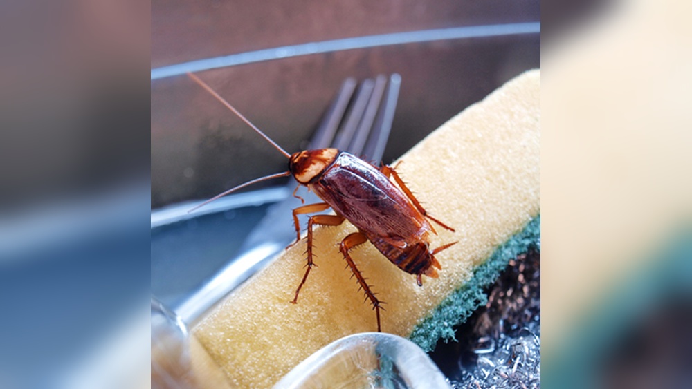 Why Do Cockroaches Come Inside