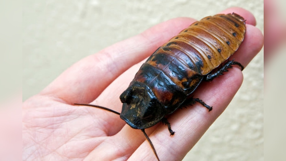 Why Do Cockroaches Hiss
