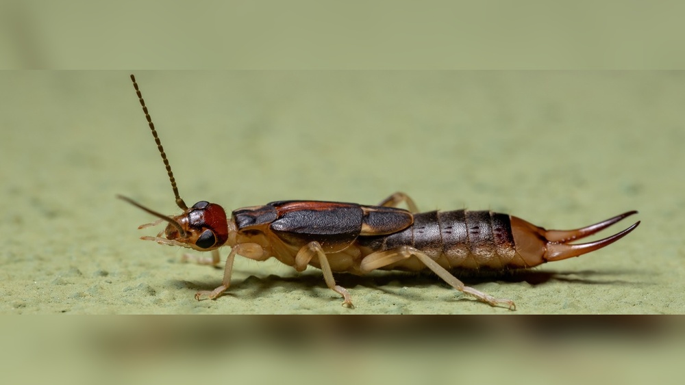 Why Do Earwigs Go in Your Ear