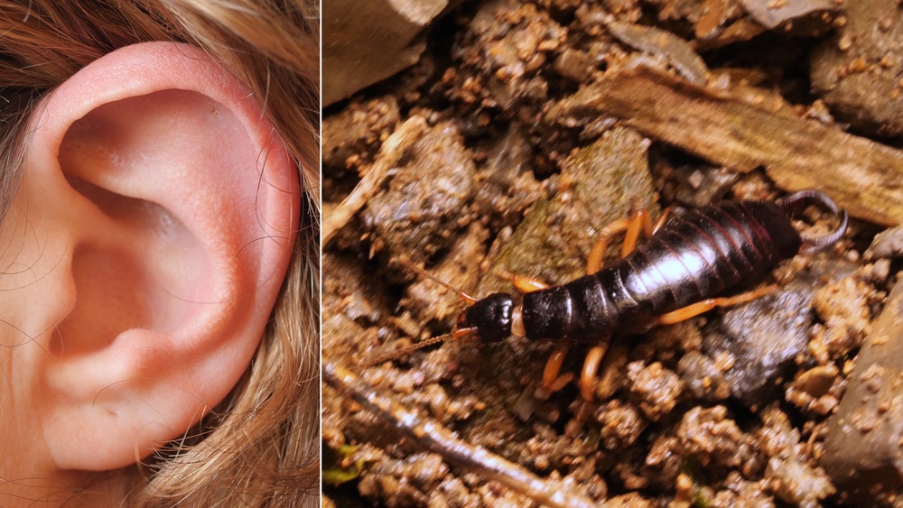 Why Do Earwigs Have Pincers