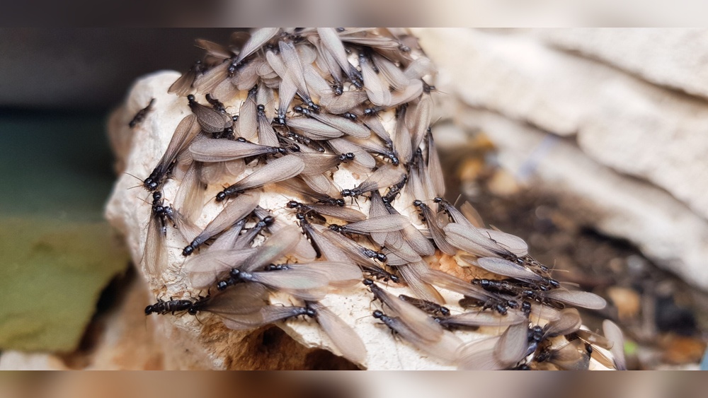 Why Do Flying Ants Suddenly Appear