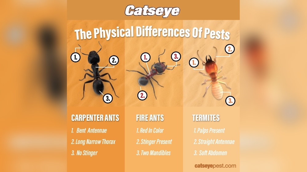 Why Do I Have Carpenter Ants in My House