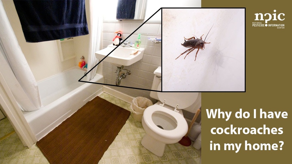 Why Does My House Have Cockroaches