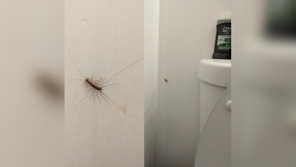 Why Shouldn'T You Kill a House Centipede