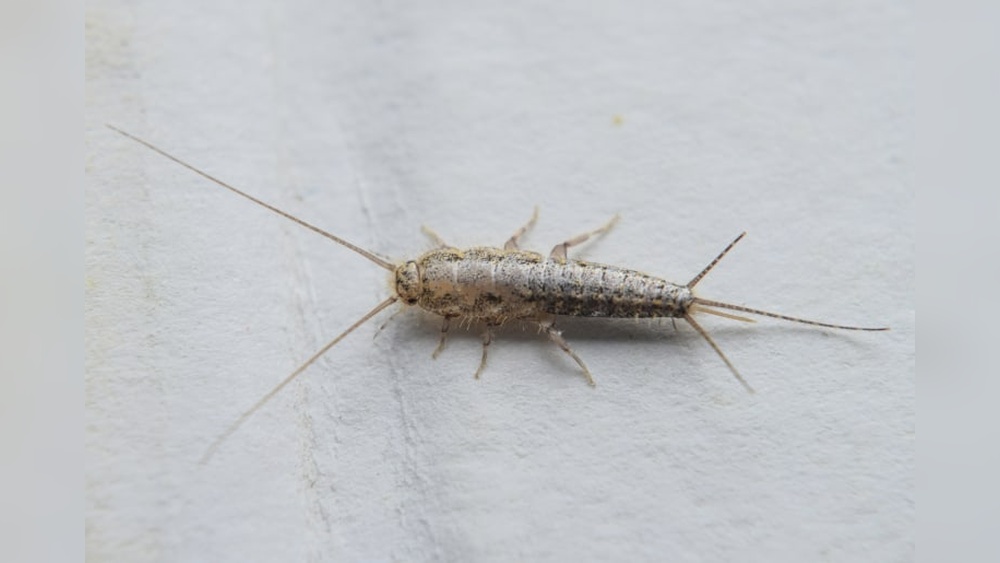 Why Silverfish in My House