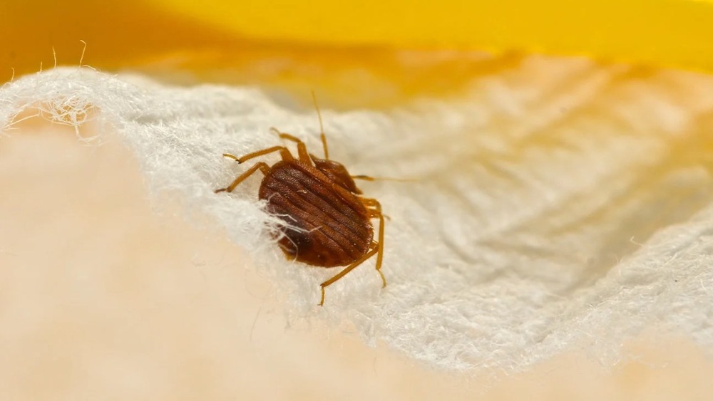 Will 50 Percent Alcohol Kill Bed Bugs