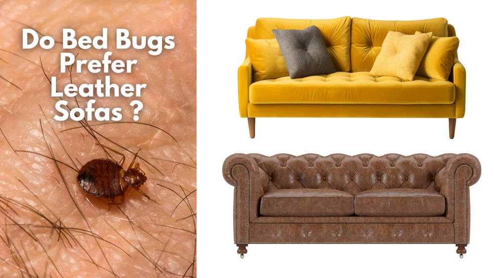 Will Bed Bugs Live in Leather Furniture
