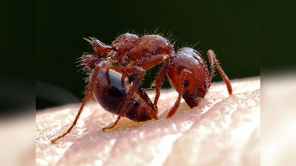 Will Bleach Kill Fire Ants