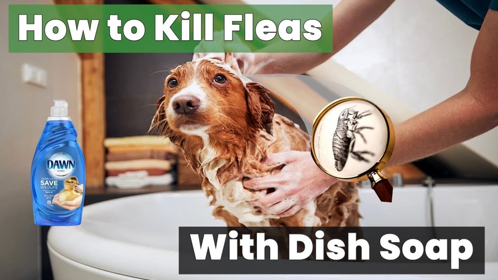 Will Dawn Kill Fleas