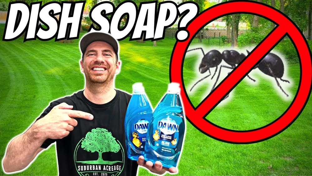 Will Dish Soap Kill Ants