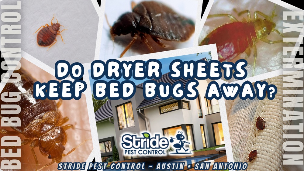 Will Dryer Sheets Get Rid of Bed Bugs