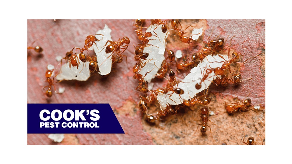 Will Grits Kill Fire Ants