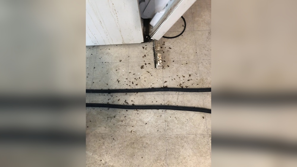 Will Heat Kill Cockroaches