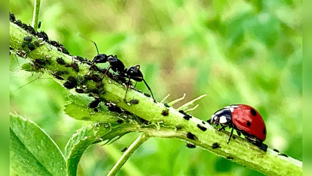 Will Ladybugs Eat Ants