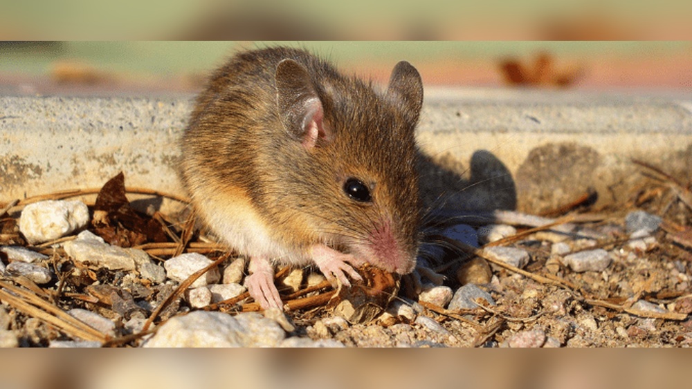 Will Mice Eat Cockroaches