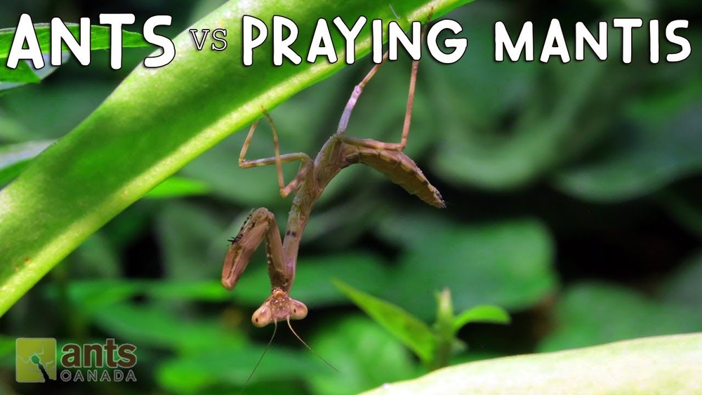 Will Praying Mantis Eat Ants