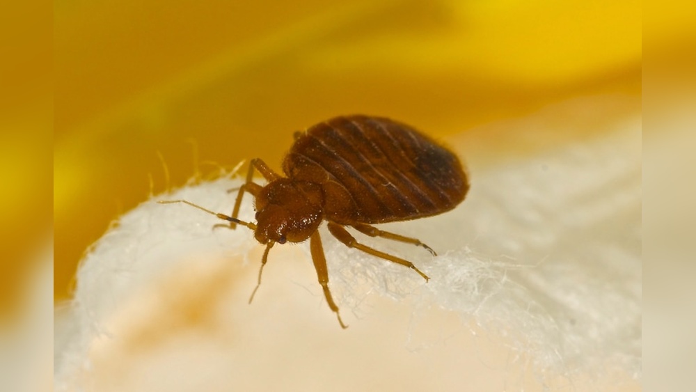 Will Roach Spray Kill Bed Bugs