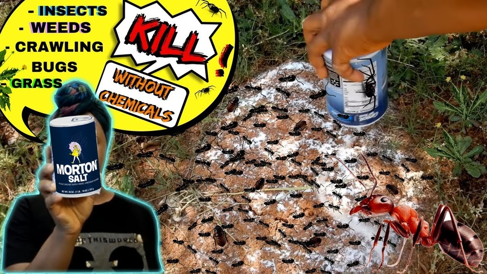 Will Salt Kill Ants