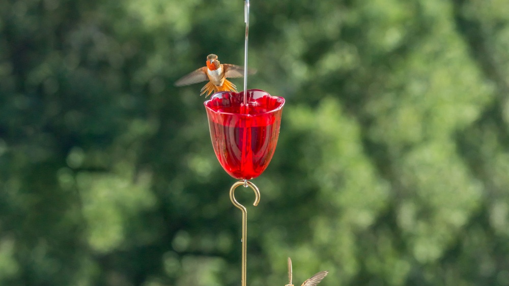 Will Vaseline Keep Ants off Hummingbird Feeder