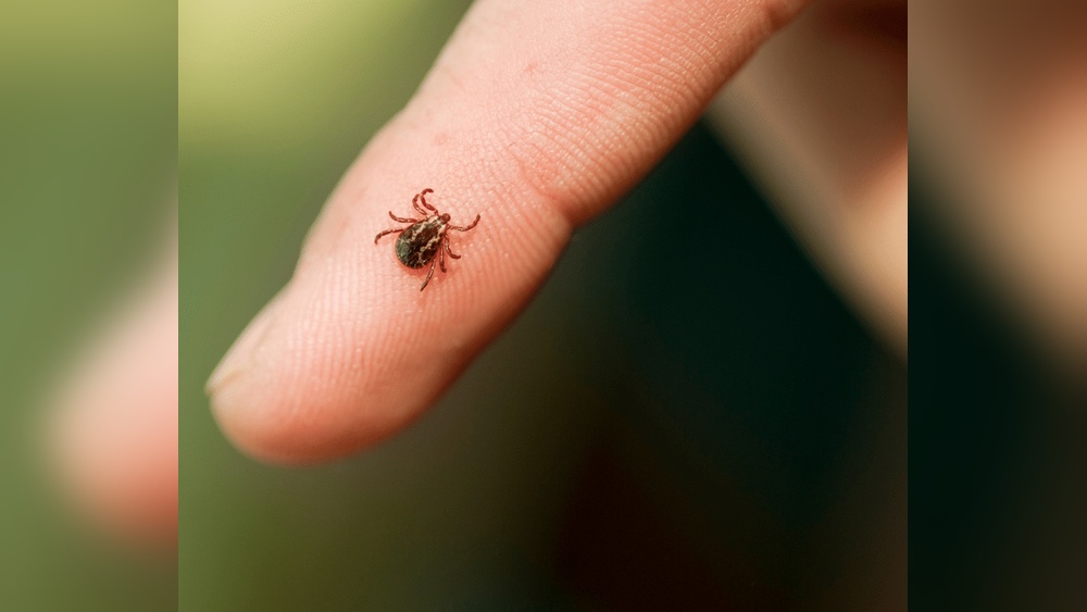 Are Ticks Hard to Squish