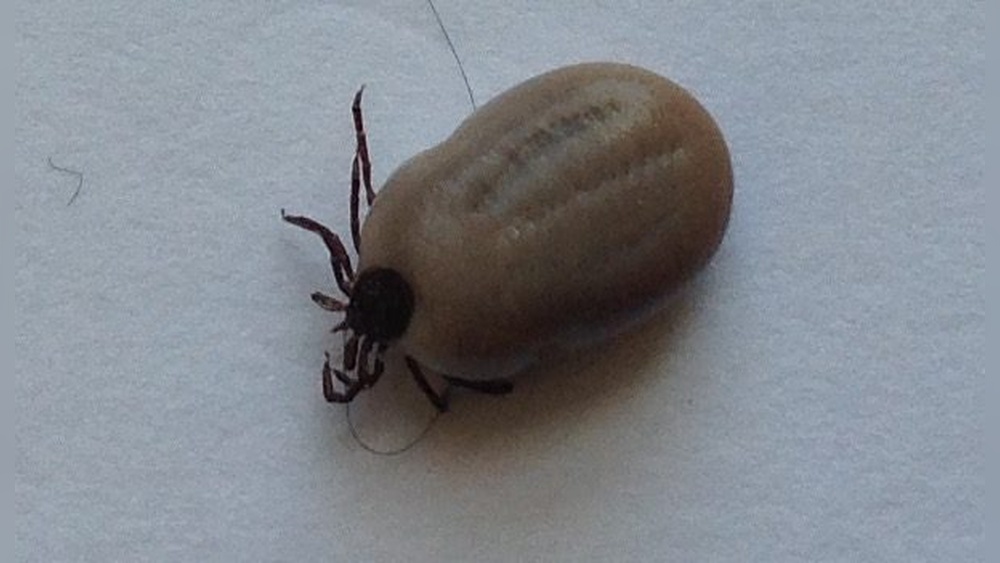 Are Ticks on Dogs Dangerous to Humans