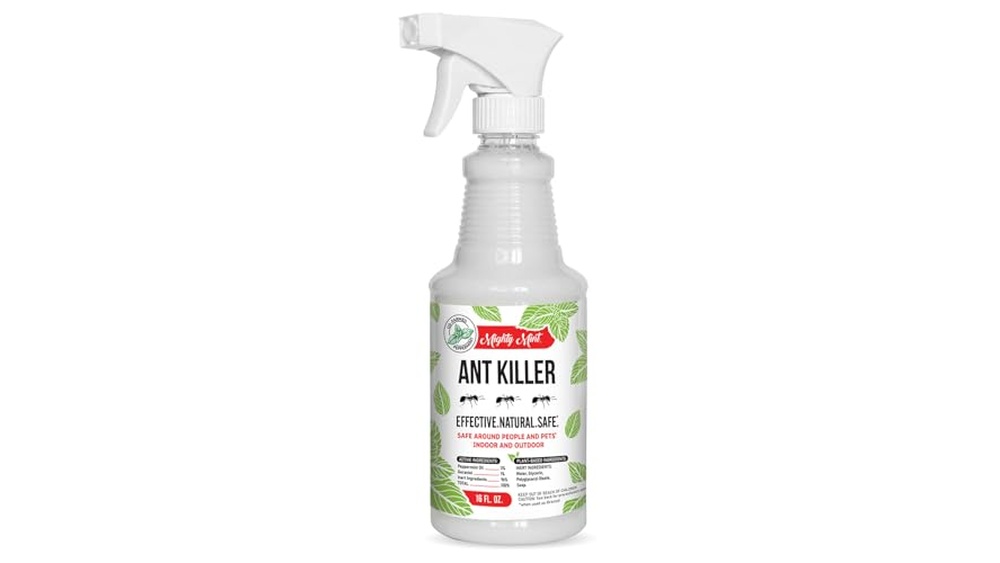 Best Ant Repellent for Rainy Season