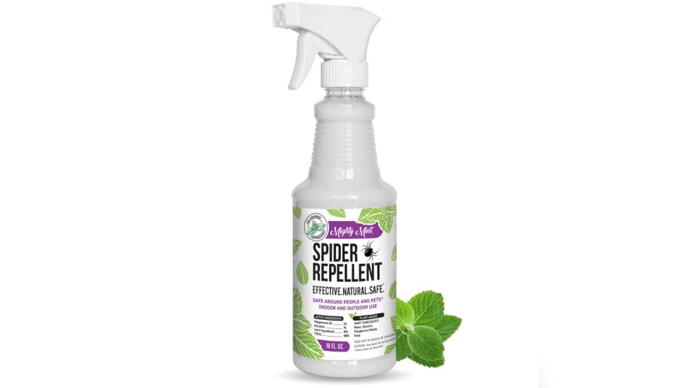 Best Solution for Spiders in Bedroom Corners