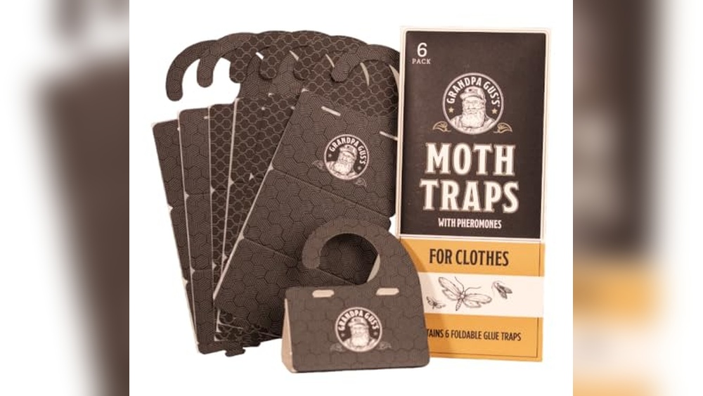 Best Spider Killer for Pets And Kids