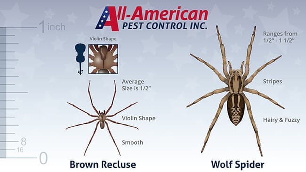 Best Spider Repellent Vs Spider Killer Difference