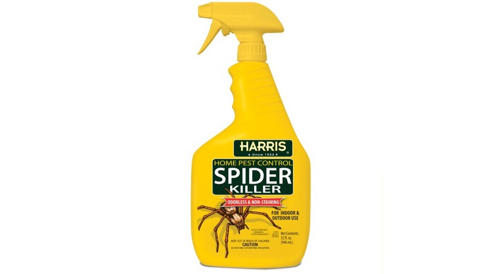 Best Spider Spray for Walls And Ceilings