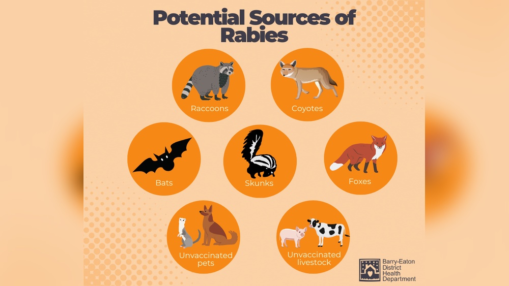 Can Ticks Carry Rabies