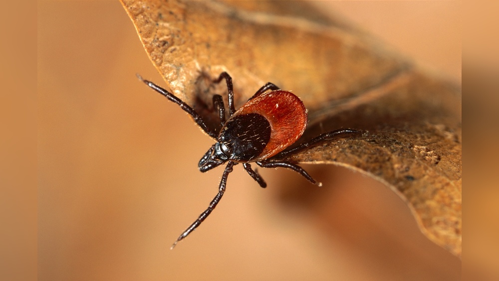Can Ticks Jump Or Fly