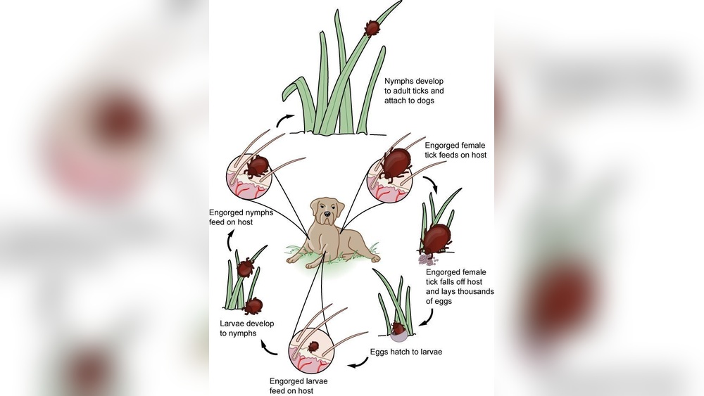 Can Ticks Lay Eggs on Dogs