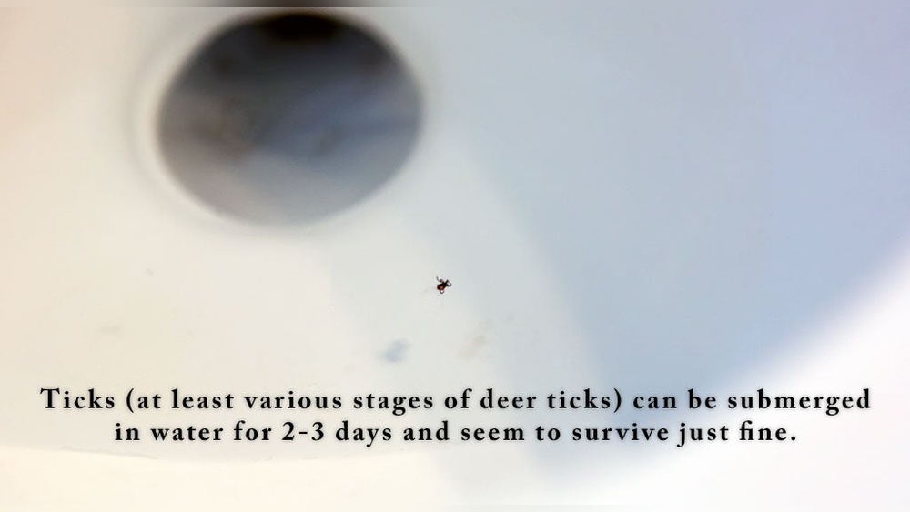 Can Ticks Live in Water