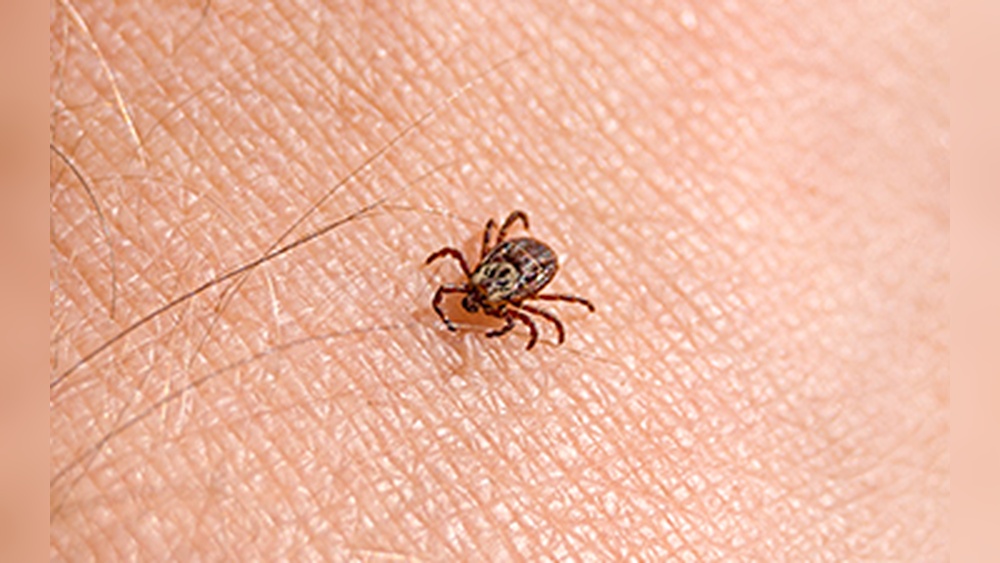 Can Ticks Live in Your House