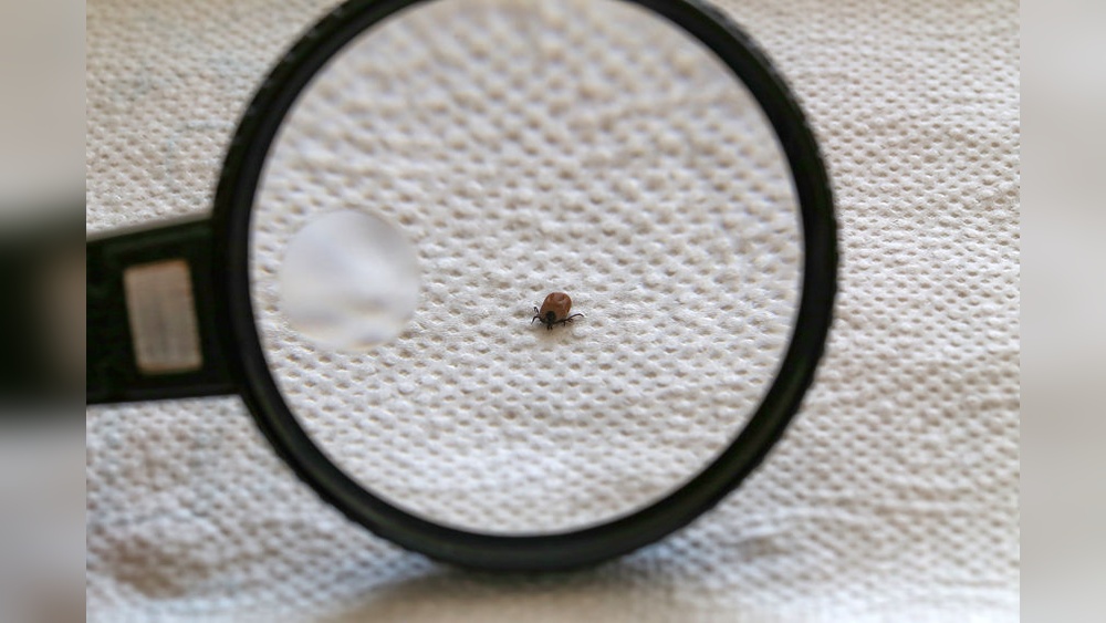 Can Ticks Live Indoors