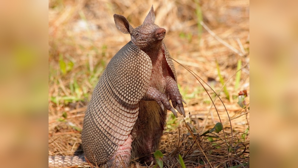 Do Armadillos Eat Ticks