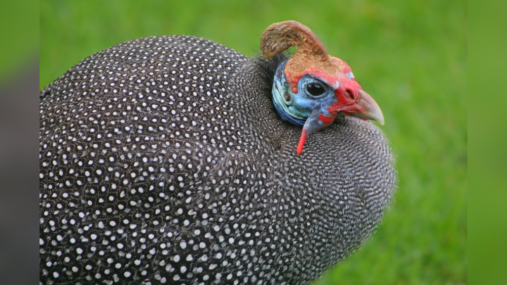 Do Birds Eat Ticks