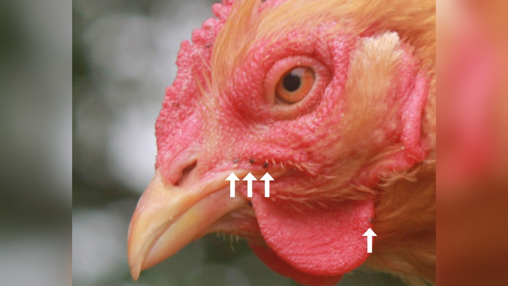 Do Chickens Eat Ticks
