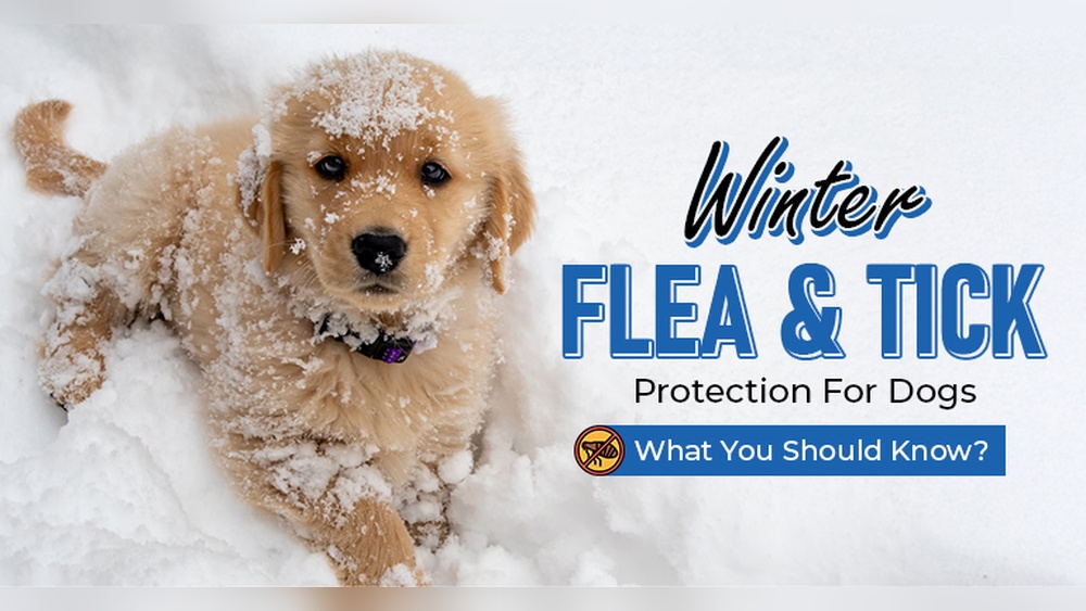 Do Dogs Need Flea And Tick in the Winter