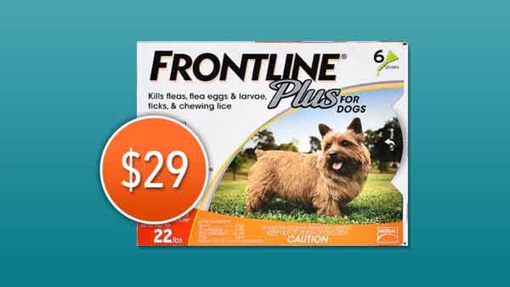 Do Dogs Need Flea And Tick Medicine Every Month
