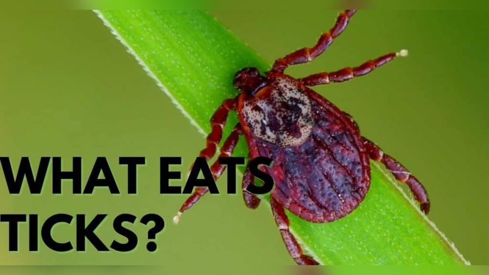 Do Ducks Eat Ticks